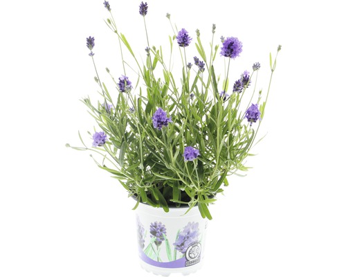 Lavendel FloraSelf Lavandula angustifolia 'Thumbelina' Ø 11 cm Topf-0