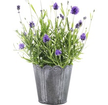 Lavendel FloraSelf Lavandula angustifolia 'Thumbelina' Ø 11 cm Topf-thumb-2