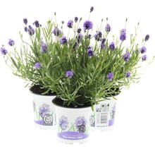 Lavendel FloraSelf Lavandula angustifolia 'Thumbelina' Ø 11 cm Topf-thumb-1