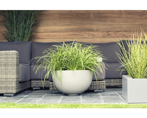 Weißrandige Garten-Segge FloraSelf Carex morrowii 'Ice Dance' H 5-20 cm T 14 cm Terrassenszene mit Pflanzkübeln und Gartenmöbeln