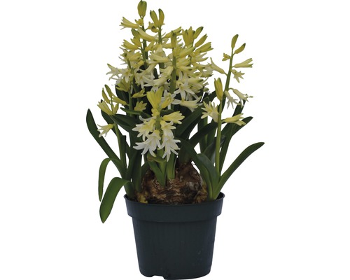 Hyazinthe FloraSelf Hyacinthus orientalis Ø 12 cm Topf weiß