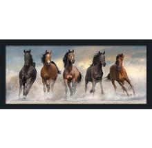 Gerahmtes Wandbild mit fünf Pferden im Galopp
