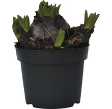 Hyazinthe im Topf mit grünen Trieben