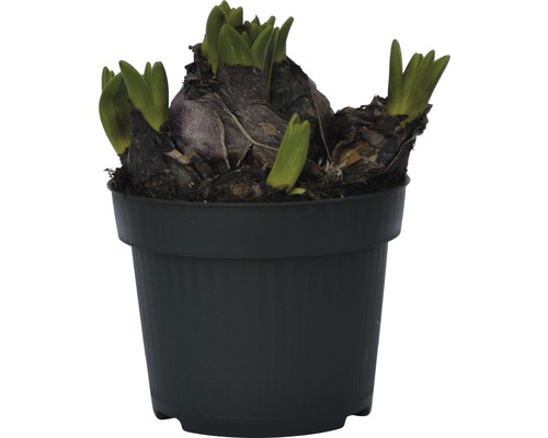 Hyazinthe im Topf mit grünen Trieben