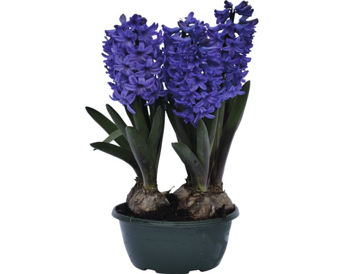 Hyazinthen im Topf