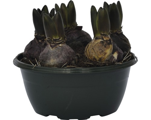 Hyazinthenzwiebeln in einem Pflanzgefäß