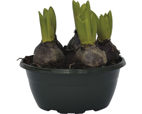 Hyazinthenzwiebeln in einem Topf