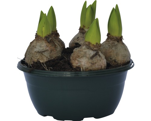 Blumenzwiebeln in einem Topf