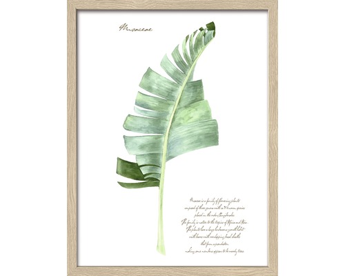 Gerahmtes Bild Green Plant Leaf II 33x43 cm