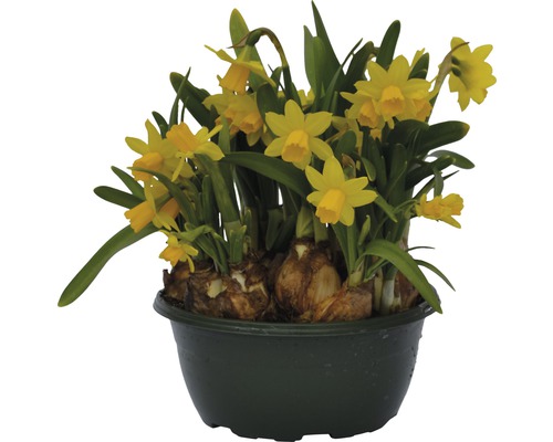 Narzisse, Osterglocke FloraSelf Narcissus pseudonarcissus 'Tete a Tete' Ø 16 cm Topf-0