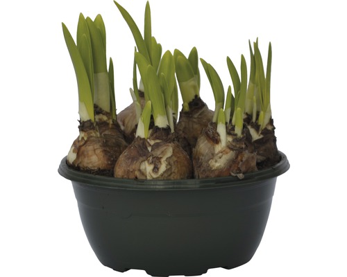 Narzissenzwiebeln in einem Topf