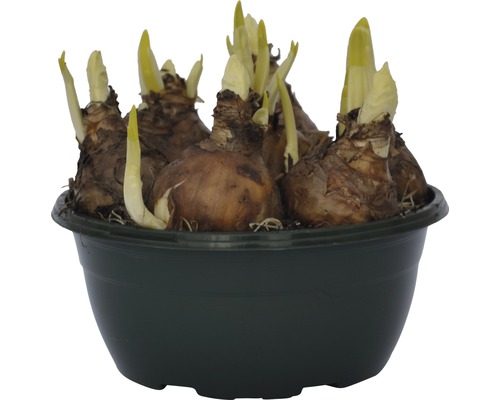 Narzissenzwiebeln in einem Pflanzgefäß