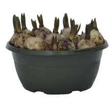 Blumenzwiebeln in einem Pflanzgefäß