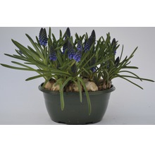 Blaue Traubenhyazinthen in einem Topf.