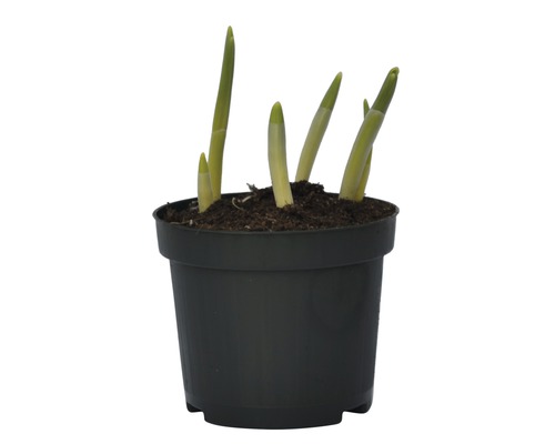 Blumenzwiebel in einem Topf