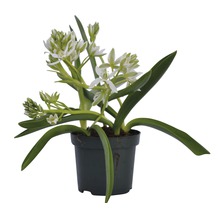 Milchsterne FloraSelf Ornitogalum balanseae Ø 9 cm Topf