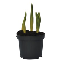 Milchsterne FloraSelf Ornitogalum balanseae Ø 9 cm Topf