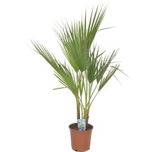 Washingtonpalme, Petticoat-Palme FloraSelf Washingtonia robusta H 80 cm Ø 21 cm Topf
