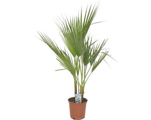 Petticoat-Palme FloraSelf Washingtonia robusta H 80 cm Ø 21 cm Topf