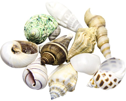 Verschiedene dekorative Muscheln für maritimes Flair