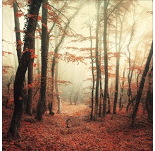 Herbstlicher Wald mit Nebel und Laub