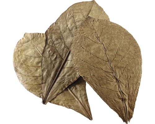Nano-Seemandelbaumblätter HOBBY Catappa Leaves 12 Stück