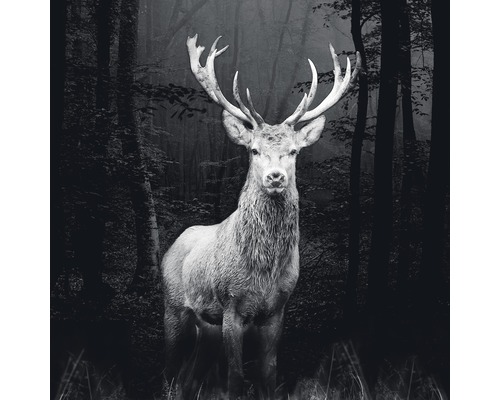 Glasbild Grey Deer Head 50x50 cm GLA2028