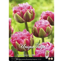 Packung mit zehn Stück gefülltblühenden Tulpen der Sorte Aveyron 11/12