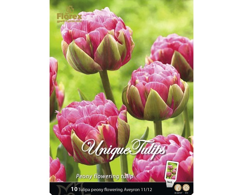 Packung mit zehn Stück gefülltblühenden Tulpen der Sorte Aveyron 11/12