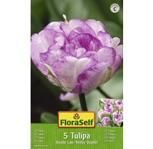 Verpackung mit fuenf spaeten gefuellten Tulpen der Sorte Shirley Double