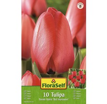 Packung mit zehn Tulpen der Sorte Darwin Hybrid Red Impression