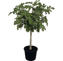 Feigenbaum im Topf