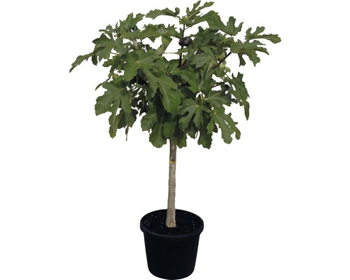 Feigenbaum im Topf