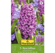 Verpackung Hyazinthe Purple