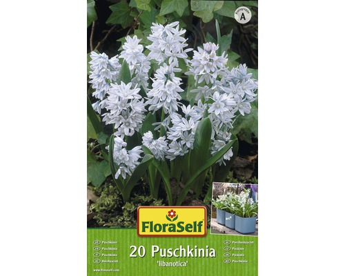 Verpackung mit 20 Puschkinia libanotica Blumenzwiebeln