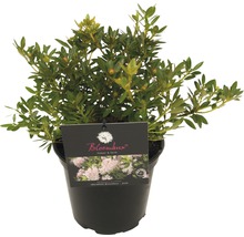 Zwerg-Rhododendron FloraSelf Buchsbaum Alternative Rhododendron micranthum Bloombux' ® H 15-20 cm Co 2 L rosa-thumb-2