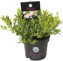Zwerg-Rhododendron FloraSelf Buchsbaum Alternative Rhododendron micranthum Bloombux' ® H 15-20 cm Co 2 L rosa-thumb-3