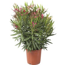 Oleander im Topf mit Blüten