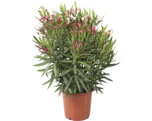 Oleander im Topf mit Blüten