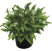 Rucola Pflanze im Topf