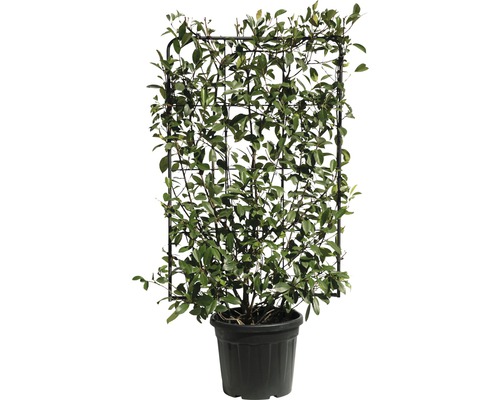 Im Topf gezogene Kletterpflanze mit Rankhilfe