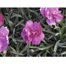 Nelke, Gartennelke FloraSelf Dianthus caryophyllus 'Megan' Ø 15 cm Topf