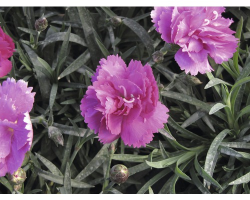 Nahaufnahme von rosa Nelkenblüten mit grünen Blättern