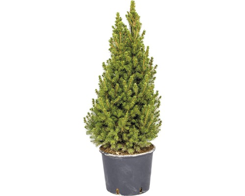 Zuckerhutfichte H 110-120 cm Co 12 L Weihnachtsbaum gesägt und getopft