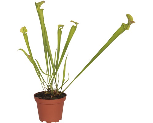 Kannenpflanze im Topf