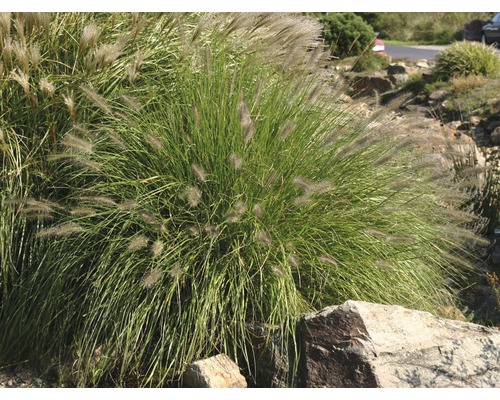 Lampenputzergras FloraSelf Pennisetum alopecuroides 'Piglet'Ⓡ H 5-30 cm T 14 cm Grasbüschel im Garten