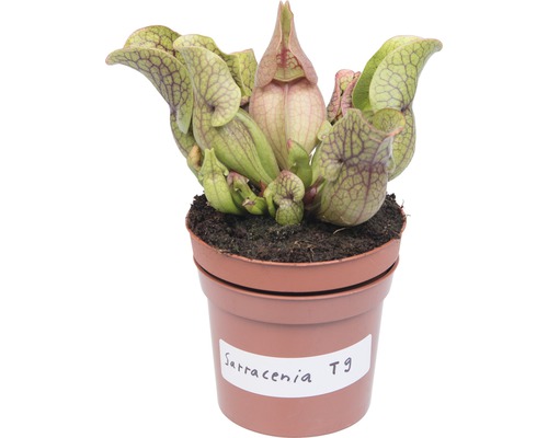 Fleischfressende Sarracenia Pflanze im Topf