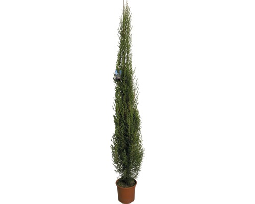 Mittelmeer-Zypresse 'Pyramidalis' FloraSelf Cupessus sempervierens 'Pyramidalis' H 130-150 cm Co 5 L