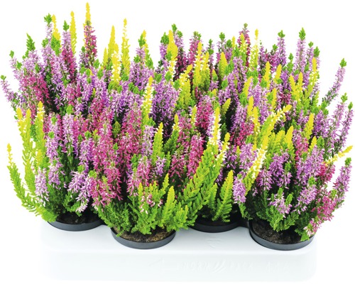 Dreifarbige Knospenheide FloraSelf Calluna vulgaris 'Beauty Ladies'Starline Trio Ø 9,5 cm Topf versch. Sorten, Farben