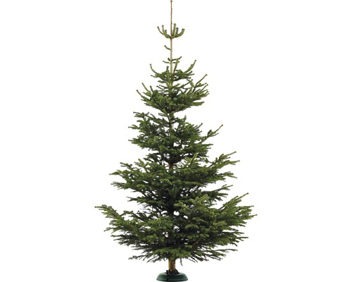 Nordmanntanne XL 300-350 cm, geschlagener Weihnachtsbaum aus nachhaltigem Anbau